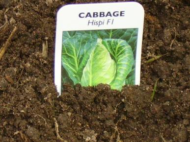 Cabbage Hispi F1 Plot